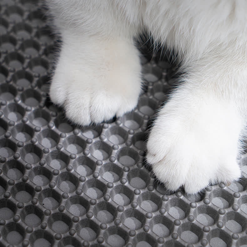 회색 벌집 매트 위에 흰 고양이 앞발 두 개가 올라가 있는 확대 사진으로, 벌집 구멍 사이마다 둥근 돌기가 보인다