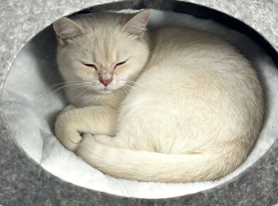 하얀 털 느낌의 안쪽 천 위에서 크림색 고양이 1마리가 몸을 둥글게 말고 회색 펠트 집의 큰 타원형 입구 안에 들어가 있다
